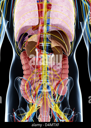 Anatomia maschio Foto Stock