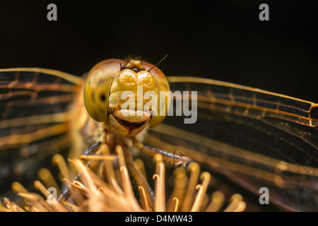 Libellula Foto Stock