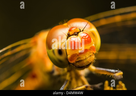 Libellula Foto Stock