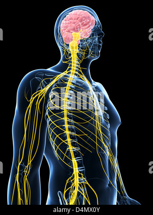 Maschio sistema nervoso Foto Stock