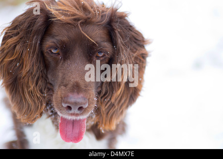 cane nella neve Foto Stock