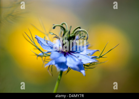 Amore nella nebbia (Nigella) contro uno sfondo di fiori gialli. Foto Stock