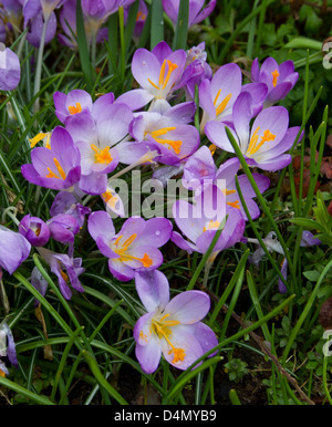 Crocus cresce in giardino Foto Stock