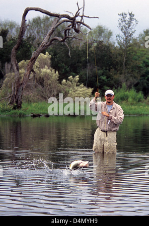 Pescatore a mosca la cattura di un salto largemouth bass (micropterus salmoides) da un ranch stagno vicino Devine Texas Foto Stock