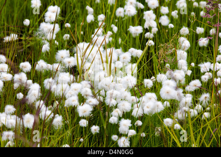 Alaska Erba di cotone (Eriophorum brachyantherm) cresce lungo un lago tundra nella sezione occidentale del Parco Nazionale di Denali Alaska Foto Stock