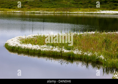 Alaska Erba di cotone (Eriophorum brachyantherm) cresce lungo un lago tundra nella sezione occidentale del Parco Nazionale di Denali Alaska Foto Stock