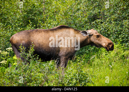 Alci Vacca (Alces alces) alimentazione su piante, Denali National Park & Preserve, Alaska, STATI UNITI D'AMERICA Foto Stock
