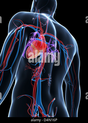 Sistema vascolare umano Foto Stock