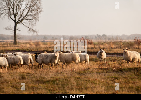 Allevamento di ovini sui prati in Dwingelderveld, Drenthe, Paesi Bassi Foto Stock