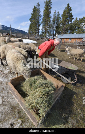 Il Rancher alimentare Ovini fieno in Oregon Wallowa della valle. Foto Stock