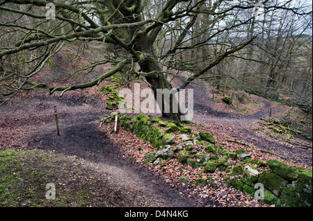 Offa's Dyke National Trail, Craig Forda boschi, vicino a Oswestry, Shropshire, Regno Unito, Foto Stock