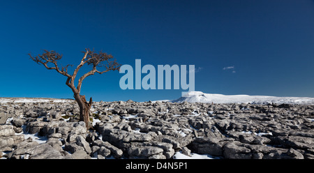 Panoramica di immagini di un albero che cresce la pavimentazione di pietra calcarea con la montagna di Ingleborough nel Yorkshire Dales, REGNO UNITO Foto Stock