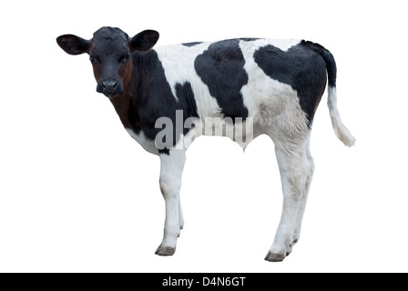 Bianco e nero permanente di vitello contro uno sfondo bianco Foto Stock