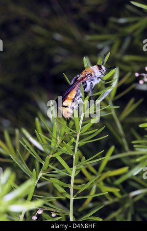 Grandi, circa 30mm, giallo fiore peloso Wasp ali di asciugatura il fogliame di Asparagus- Campsomeris tasmaniensis - Fmily Scoliidae Foto Stock