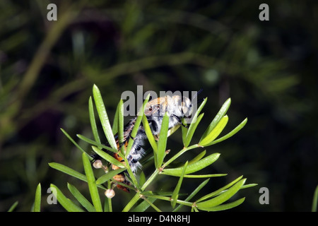 Grandi, circa 30mm, giallo fiore peloso Wasp ali di asciugatura il fogliame di Asparagus- Campsomeris tasmaniensis - Fmily Scoliidae Foto Stock