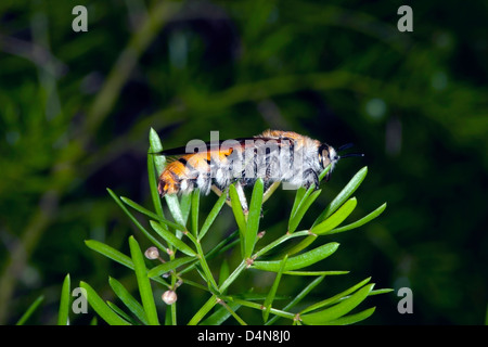 Grandi, circa 30mm, giallo fiore peloso Wasp ali di asciugatura il fogliame di Asparagus- Campsomeris tasmaniensis - Fmily Scoliidae Foto Stock