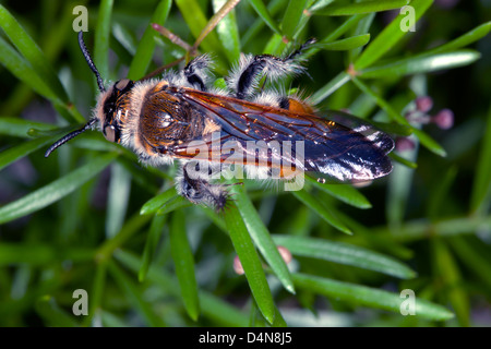 Grandi, circa 30mm, giallo fiore peloso Wasp ali di asciugatura il fogliame di Asparagus- Campsomeris tasmaniensis - Fmily Scoliidae Foto Stock