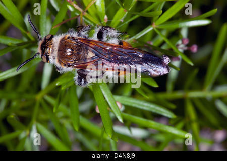 Grandi, circa 30mm, giallo fiore peloso Wasp ali di asciugatura il fogliame di Asparagus- Campsomeris tasmaniensis - Fmily Scoliidae Foto Stock