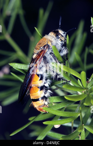 Grandi, circa 30mm, giallo fiore peloso Wasp ali di asciugatura il fogliame di Asparagus- Campsomeris tasmaniensis - Fmily Scoliidae Foto Stock