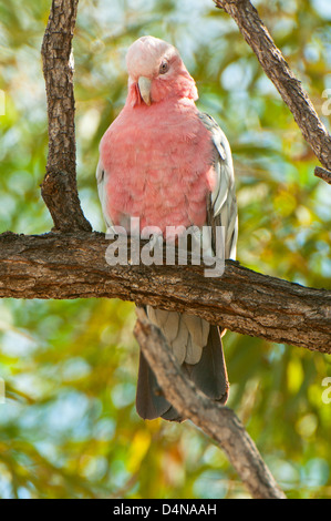 Galah, Cacatua roseicapilla, vicino a Mt Molloy, Queensland, Australia Foto Stock