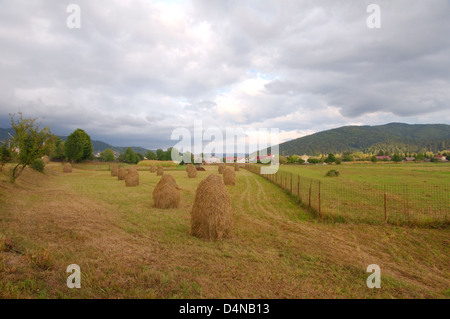 Haystacks nel campo, Transilvania, Romania, Europa Foto Stock