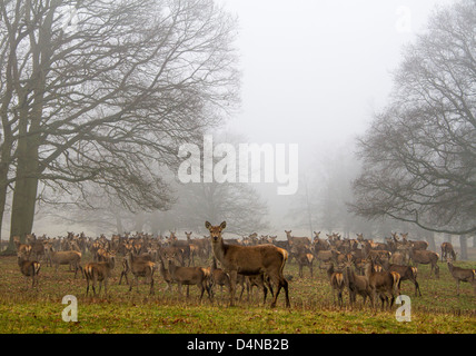 Molti cervi a Windsor Great Park, Regno Unito