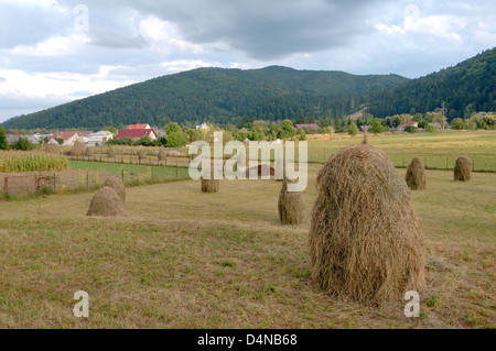 Haystacks nel campo, Transilvania, Romania, Europa Foto Stock