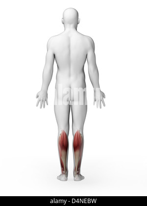 I muscoli della parte inferiore delle gambe Foto Stock