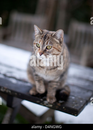 Cat on a snowy tabella Foto Stock