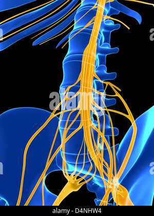 Midollo spinale Foto Stock