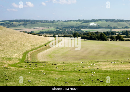 Bucks - Chiltern Hills - vista verso il Whipsnade lion chalk carving - giorno di estate si vede attraverso il campo di pecore - un sentiero Foto Stock