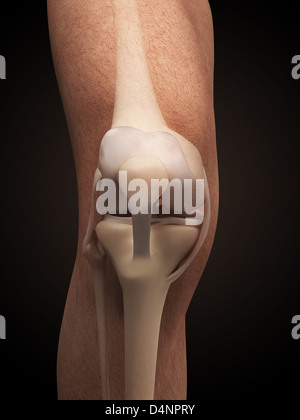 Anatomia del ginocchio Foto Stock