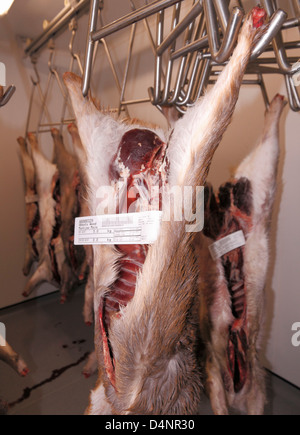 Culled daini, caprioli e daini Muntjac carcasse appese in un cervo dispensa unità di conservazione frigorifera nel sud-est dell'Inghilterra, Regno Unito. Foto Stock