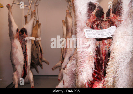 Culled daini, caprioli e daini Muntjac carcasse appese in un cervo dispensa unità di conservazione frigorifera nel sud-est dell'Inghilterra, Regno Unito. Foto Stock