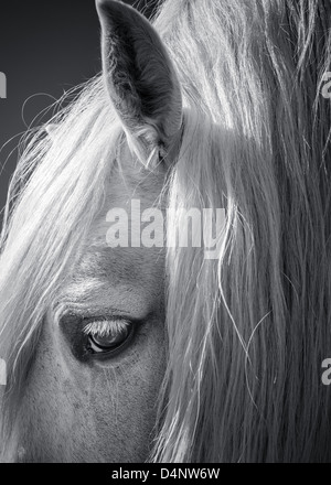 Bianco e nero ritratto di cavallo Foto Stock