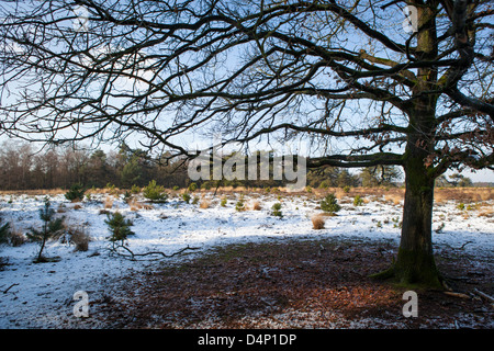 Paesaggio con un albero, neve e heath nei Paesi Bassi durante il periodo invernale. stesso albero, la stessa composizione ma l'estate: d0tme9 Foto Stock