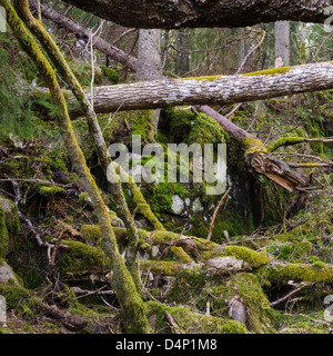 Coperte di muschio rami di alberi, Halleberg, Svezia, Europa Foto Stock