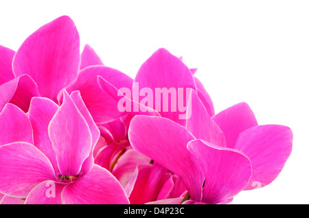 Close up ciclamino fiori isolati su sfondo bianco Foto Stock
