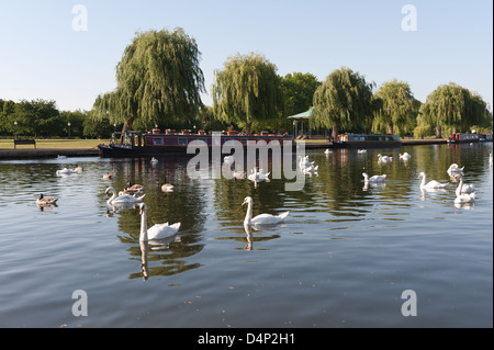 Bacino Banford mattina presto stormi di cigni alla ricerca di cibo salici banca linea dipinta longboats ormeggiate di fronte Foto Stock