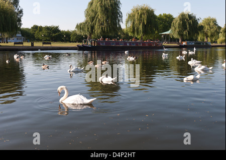 Bacino Banford mattina presto stormi di cigni alla ricerca di cibo salici banca linea dipinta longboats ormeggiate di fronte Foto Stock