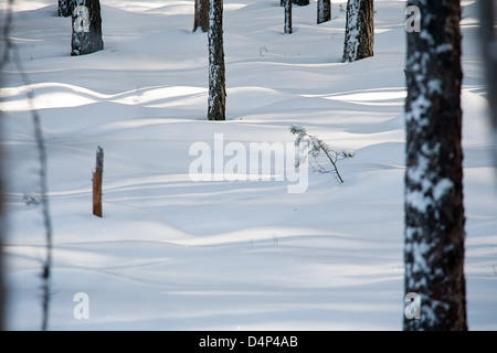 Modello di luce e ombra sulla superficie della neve in inverno forest Foto Stock