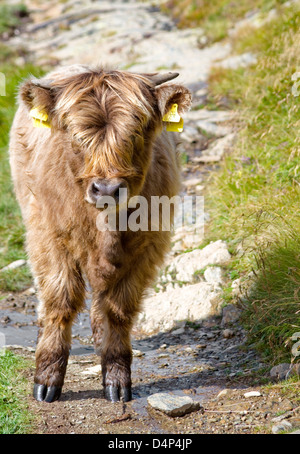 Young Scottish Highland Cow, Grigioni, Svizzera Foto Stock