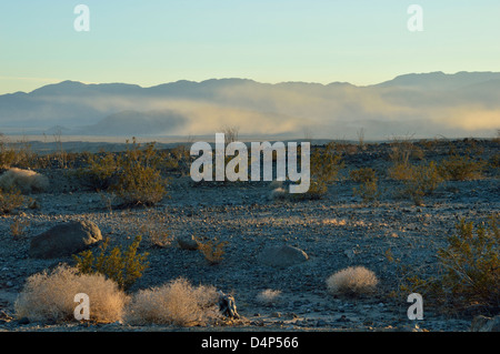 Venti forti kick up la polvere in Anza Borrego state park vicino a Borrego Springs, California Foto Stock