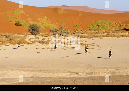 Oryxes nel deserto del Namib - Sossusvlei, Namibia Foto Stock