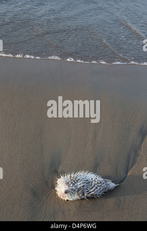 Un morto blowfish lavato fino alla riva a Los Ayala, Messico. Foto Stock