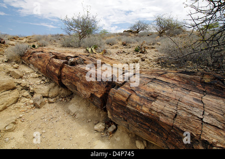 Foresta Pietrificata, Namibia Foto Stock