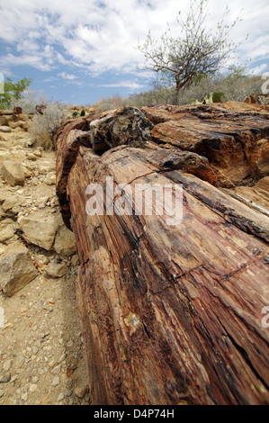 Foresta Pietrificata, Namibia Foto Stock