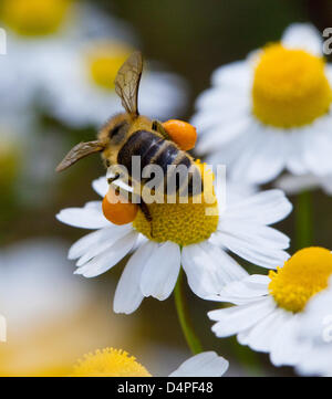 Un'ape raccoglie il polline di un fiore di camomilla a Francoforte sull'Oder, Germania, 15 giugno 2009. Durante il giorno, le api portano nettare, acqua e polline al pettine dove viene trasformato in miele durante la notte. Una popolazione di api consistono di un letto queen, centinaia di fuchi e 30.000 a 120.000 lavoratori. Foto: Patrick Pleul Foto Stock