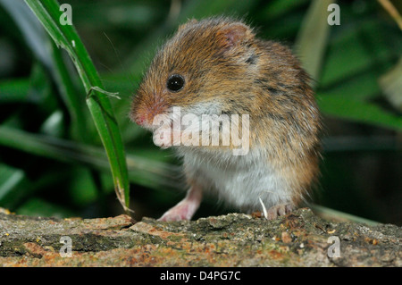 Harvest Mouse - Micromys minutus piccolo roditore dei campi Foto Stock