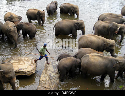 (Dpa) file di un file immagine datata 18 febbraio 2008 mostra un elefante keeper in Kegalle, Sri Lanka. Foto: Rolf Haid Foto Stock